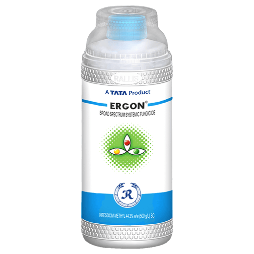ERGON