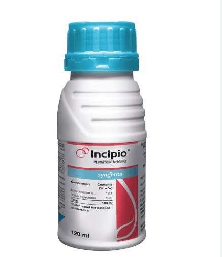 INCIPIO
