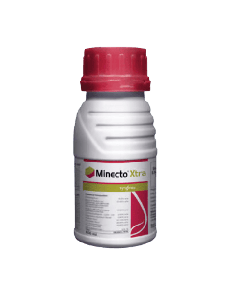 Minecto Xtra