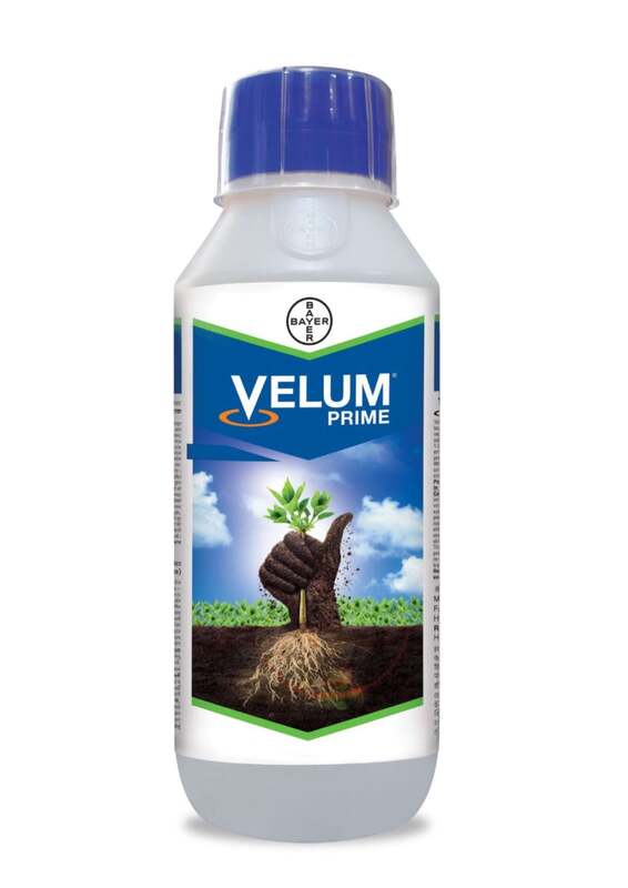 Velum Prime