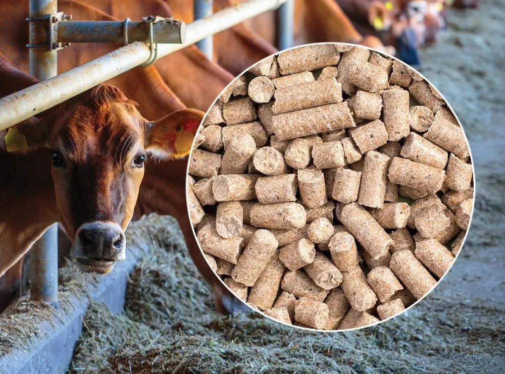 Godhan Cattle Feed(ಜಾನುವಾರು ಮೇವು)