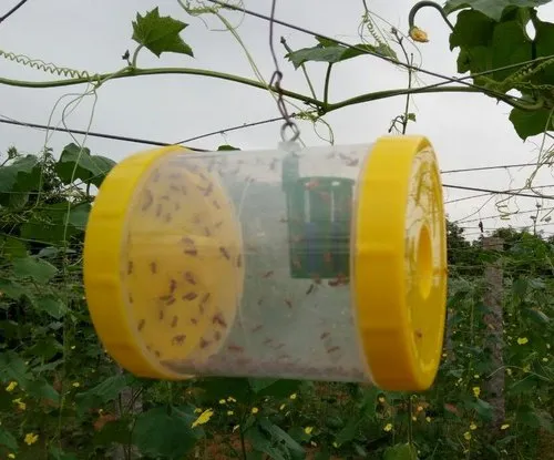 Fruit Fly trap